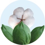 gyrenta field crop Cotton