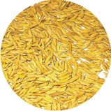 gyrenta field crop Paddy
