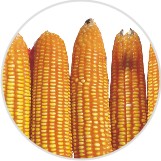 gyrenta field crop maize