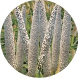 gyrenta field crop bajra