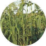 gyrenta field crop SSG