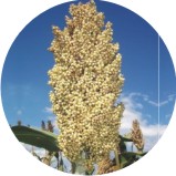 gyrenta field crop Jowar