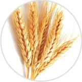 gyrenta field crop wheat